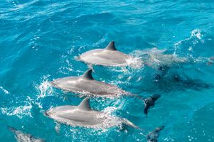 FERNANDO DE NORONHA MAIO 2026