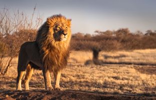 ÁFRICA DO SUL- INGRESSOS PARA SAFARI INCLUSO
